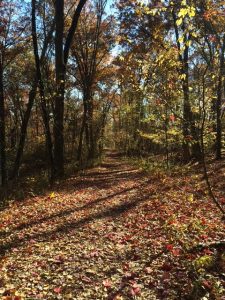 Walking Trail In Fairfield County Connecticut
